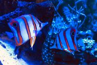 Copperband Butterflyfish Thumbnail