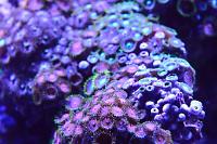 Colony Micro Polyp, Ultra Colored