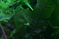 Java fern Thumbnail