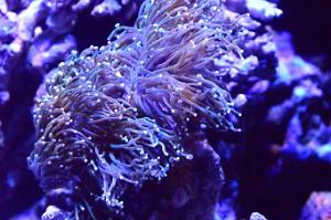 Torch Coral