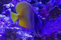 Orange Butterflyfish Thumbnail