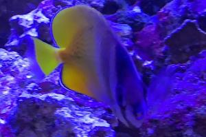 Orange Butterflyfish Thumbnail