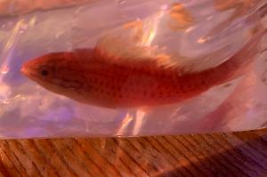 African longfin fairy wrasse Thumbnail