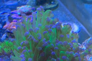 Frogspawn Thumbnail