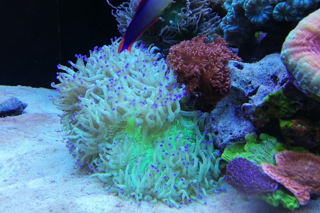 Elegance Coral / Catalaphyllia jardinei 433