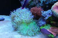 Elegance Coral Thumbnail