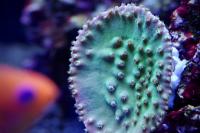 Turbinaria Cup Coral Thumbnail