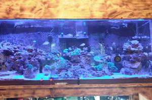 150 reef tank  Thumbnail