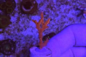 JF TNT Anacropora Thumbnail