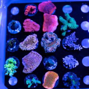 Treasure Corals