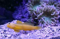 Yellow Watchman Goby