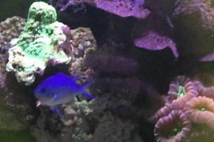 Blue Chromis Thumbnail