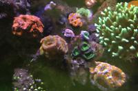 Micromussa Coral Thumbnail