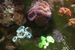 Candy Cane Coral Thumbnail