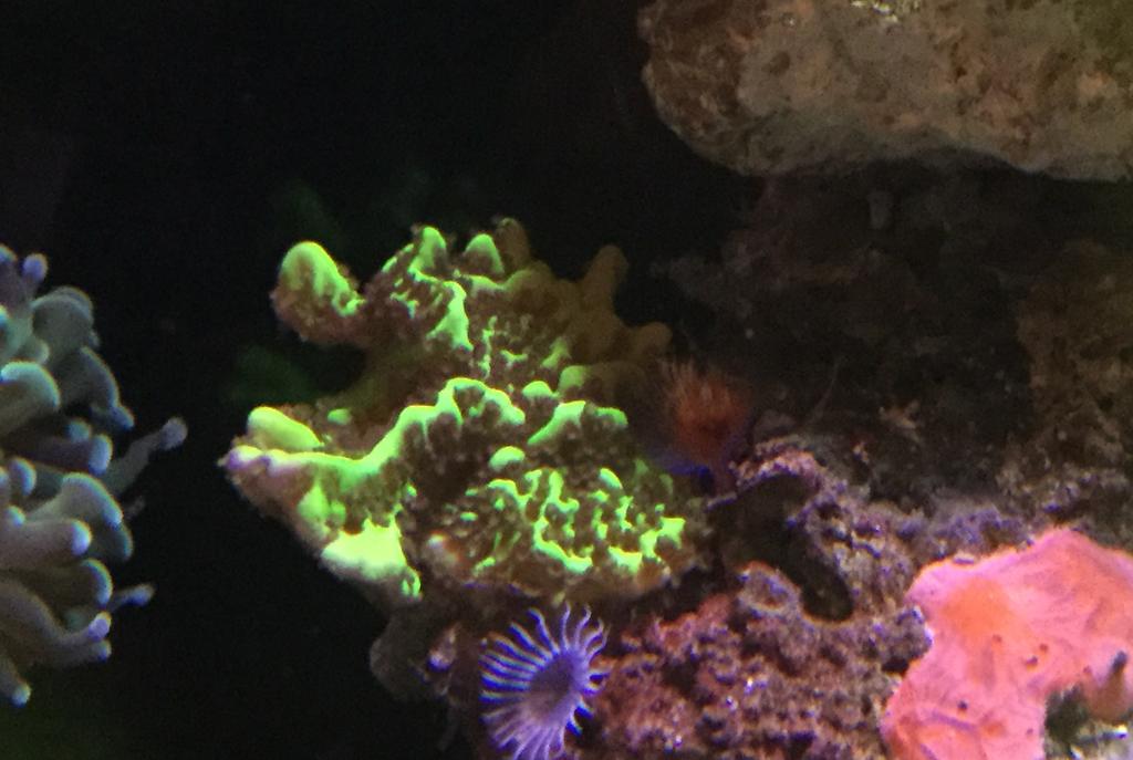 Branching Montipora