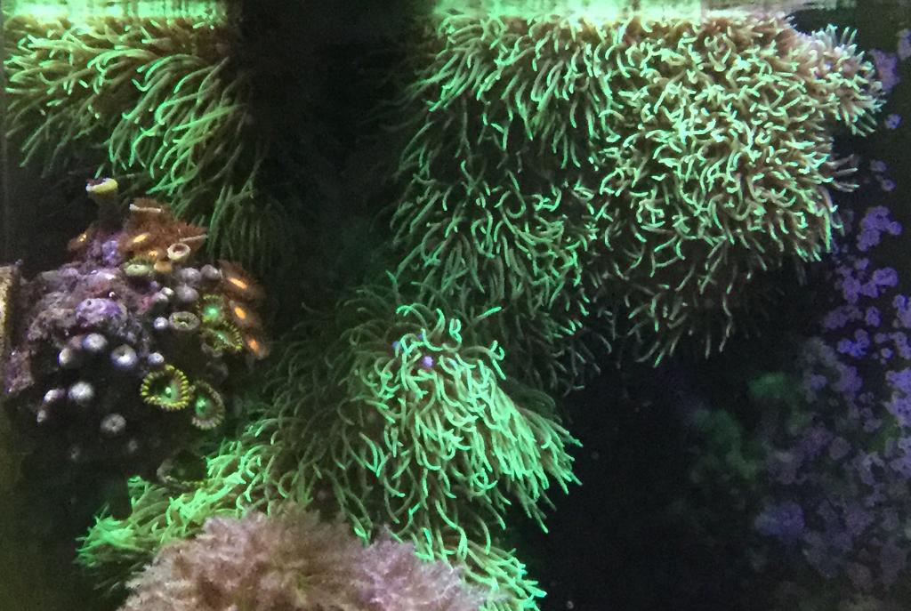 Green Star Polyp