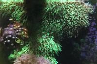 Green Star Polyp Thumbnail