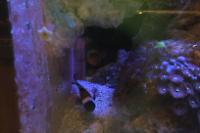 Ocellaris Clownfish Thumbnail