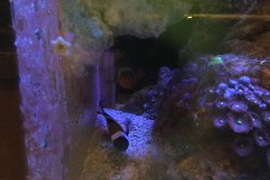 Ocellaris Clownfish