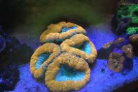 Lobophyllia Brain Coral Thumbnail