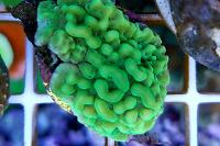 Montipora Coral Dimpled Encrusting Thumbnail