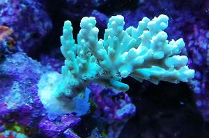 Acropora Aculeus Thumbnail