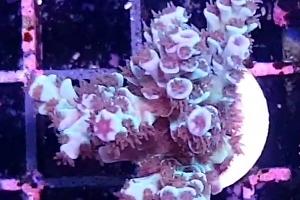 Acropora tenuis Thumbnail