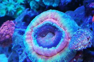 Coral donut Thumbnail