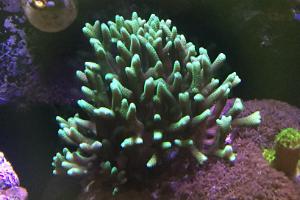 Birdsnest Coral Thumbnail