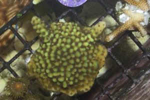 Appleberry montipora