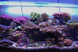 Uglyman's 4ft mixed reef Thumbnail