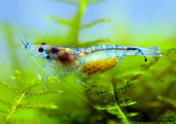 Blue Rili Carrying Eggs