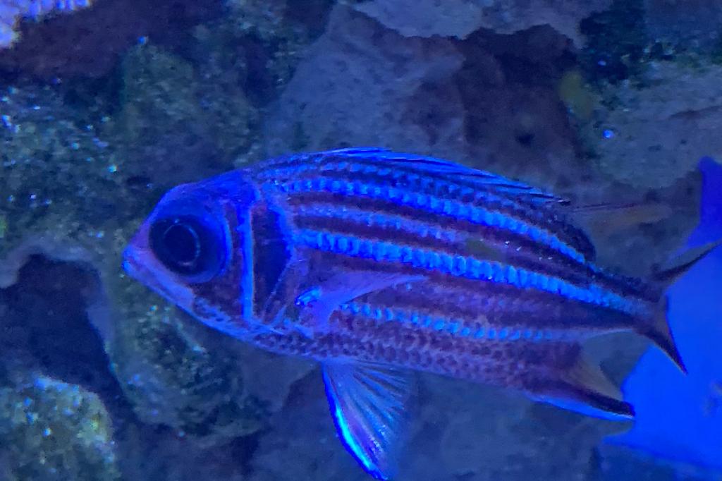 Squirrelfish, Striped / Sargocentron xantherythrum 53