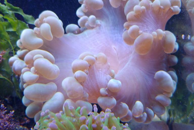 Bubble Coral