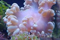 Bubble Coral Thumbnail