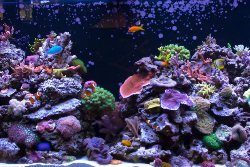 Keiko reef Thumbnail