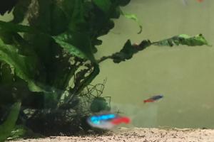 Neon tetras Thumbnail