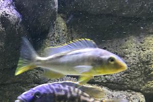 Buccochromis Rhoadessii Thumbnail