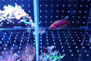 Multicolor Lubbock's Fairy Wrasse Thumbnail