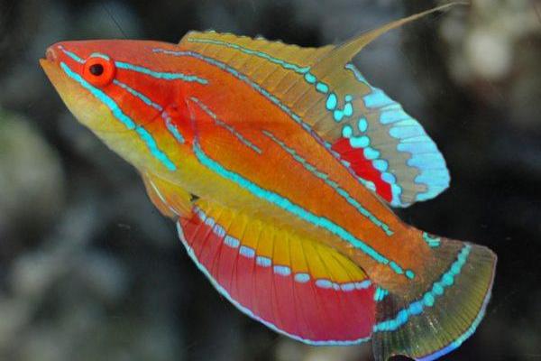 McCosker's Flasher Wrasse / Paracheilinus mccoskeri 119