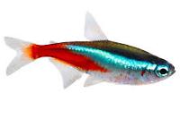 Gold Neon Tetra Thumbnail