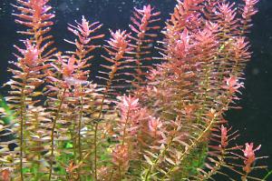 Rotala R'ha Thumbnail