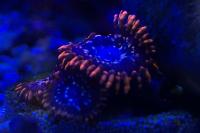 Zoa Utter Chaos Thumbnail