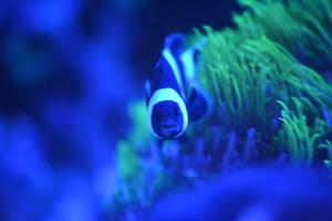 Black and White Clownfish Thumbnail