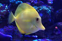 Yellow Tang Thumbnail