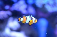 Clownfish Thumbnail