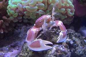 Anemone Crab Thumbnail