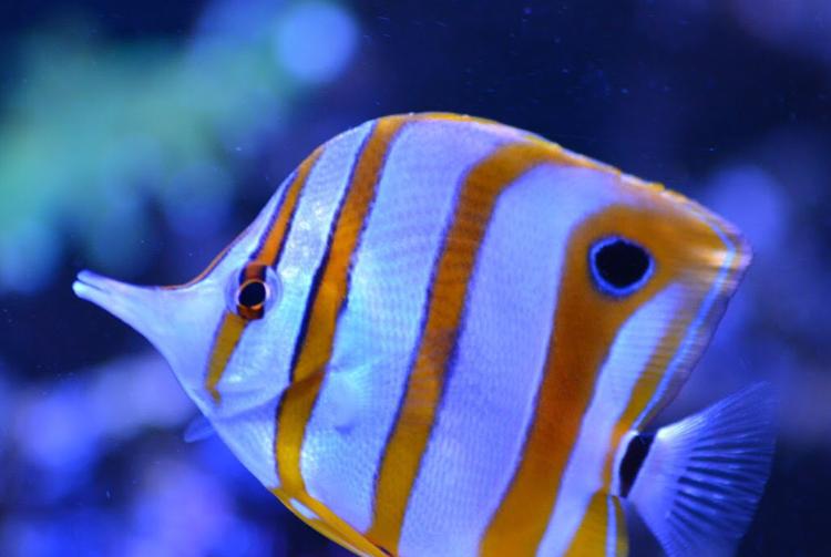 Copperband Butterflyfish