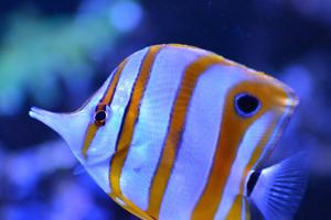 Copperband Butterflyfish Thumbnail