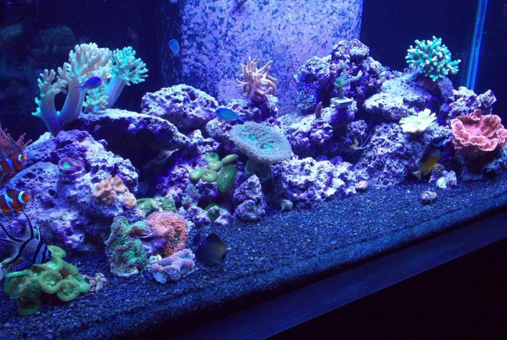 105 gallon reef 10/12/12